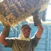 Lugging the straw bales